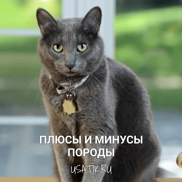 Плюсы и минусы русских голубых кошек