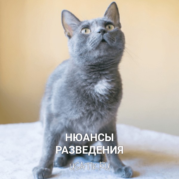 Разведение русских голубых кошек