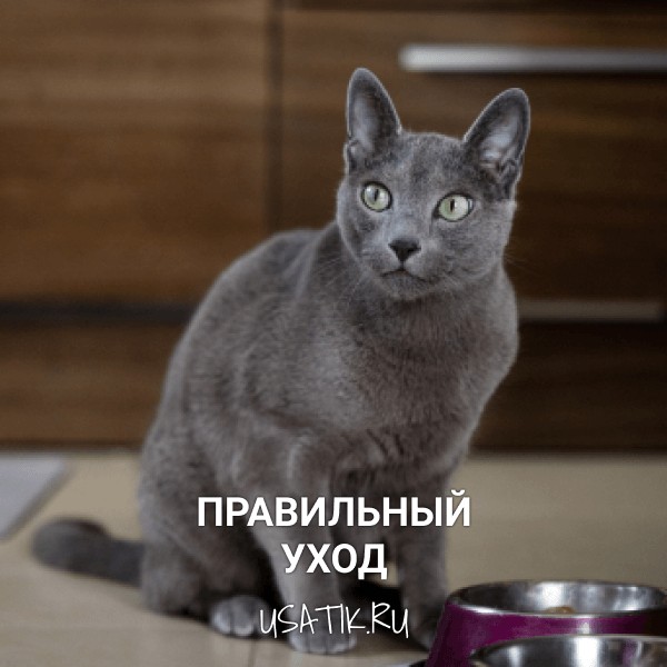 Уход за русскими голубыми кошками