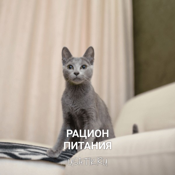 Рацион питания русских голубых кошек