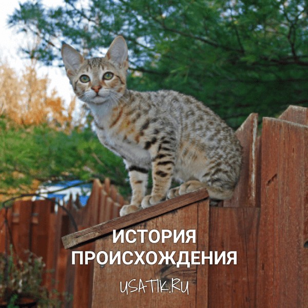 История происхождения саванн