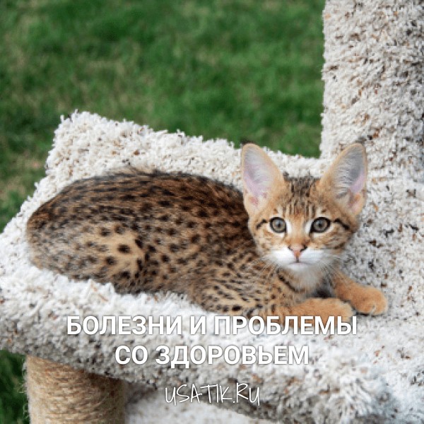 Болезни и проблемы со здоровьем