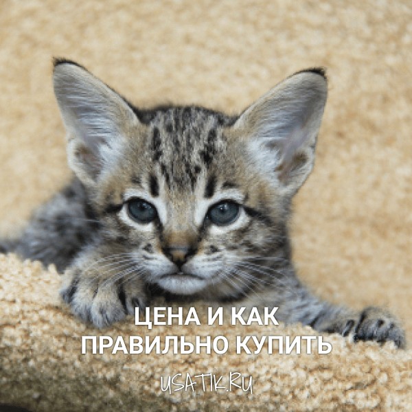 Саванна - цена и как правильно купить