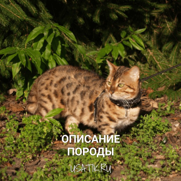 Саванна - описание породы