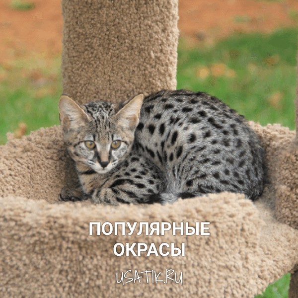 Популярные окрасы саванн