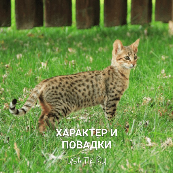 Характер и повадки саванн