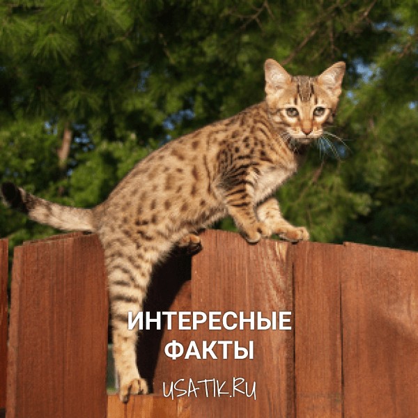 Интересные факты о саваннах