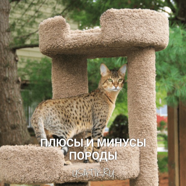 Плюсы и минусы саванн