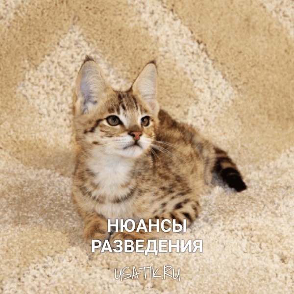 Разведение саванн