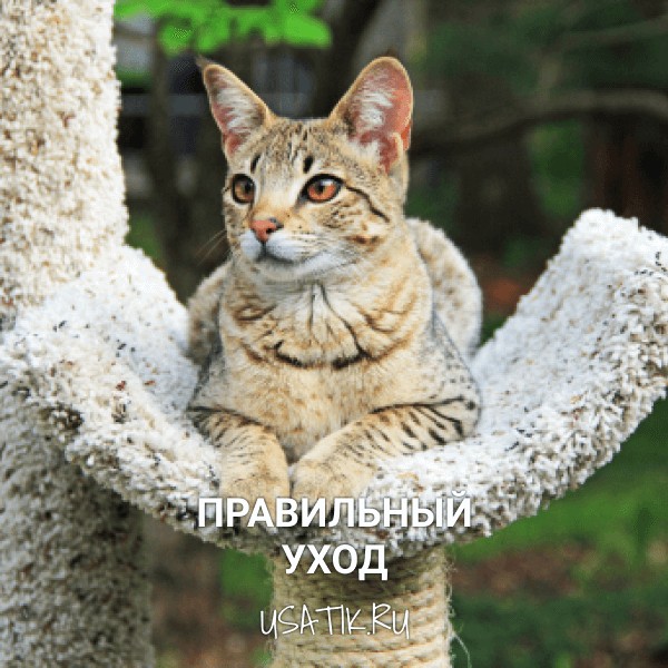 Уход за саваннами