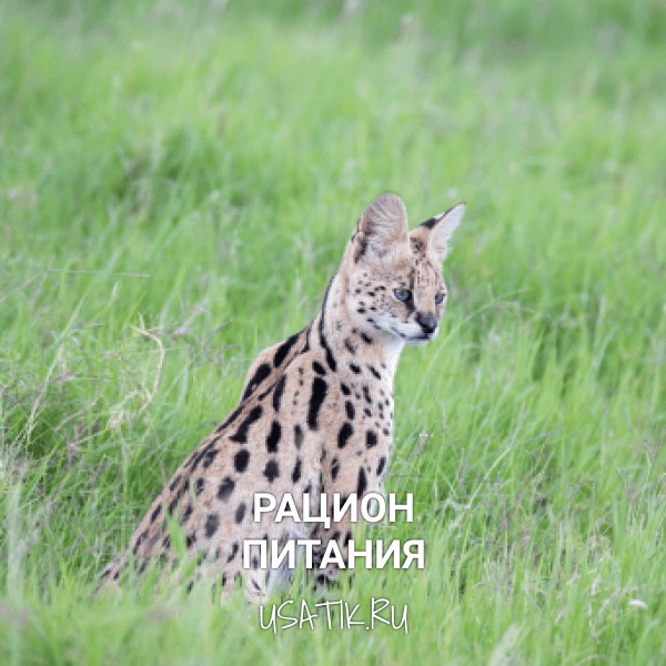 Рацион питания саванн