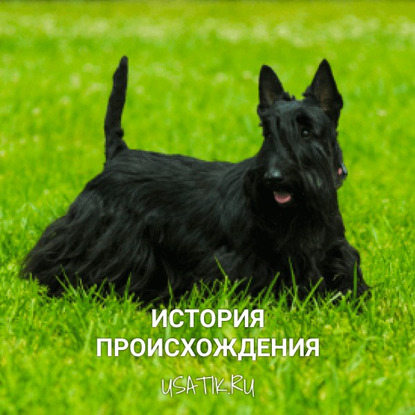 История происхождения скотчтерьеров