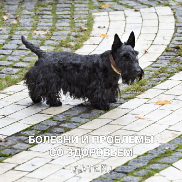 Болезни и проблемы со здоровьем