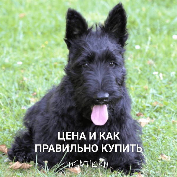 Скотчтерьер - цена и как правильно купить