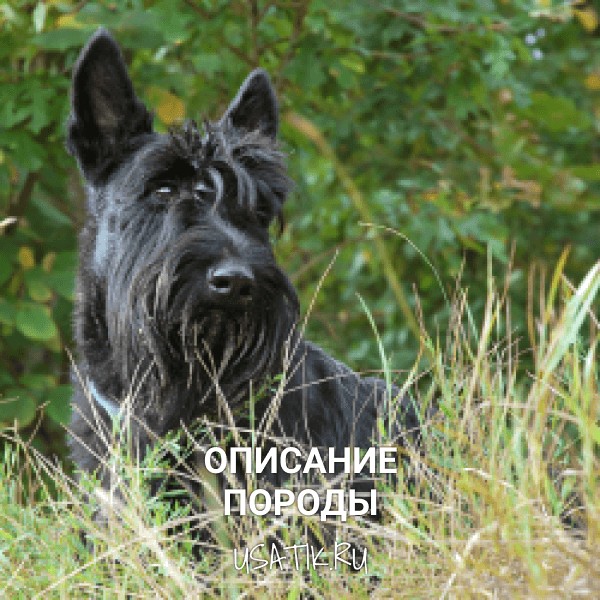 Скотчтерьер - описание породы