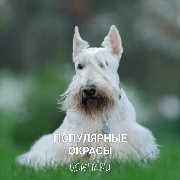 Популярные окрасы скотчтерьеров