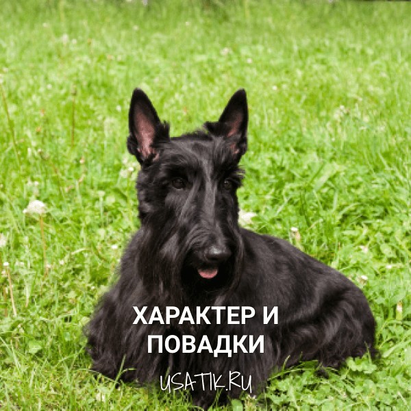 Характер и повадки скотчтерьеров