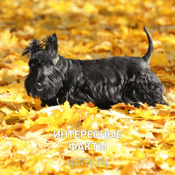 Интересные факты о скотчтерьерах