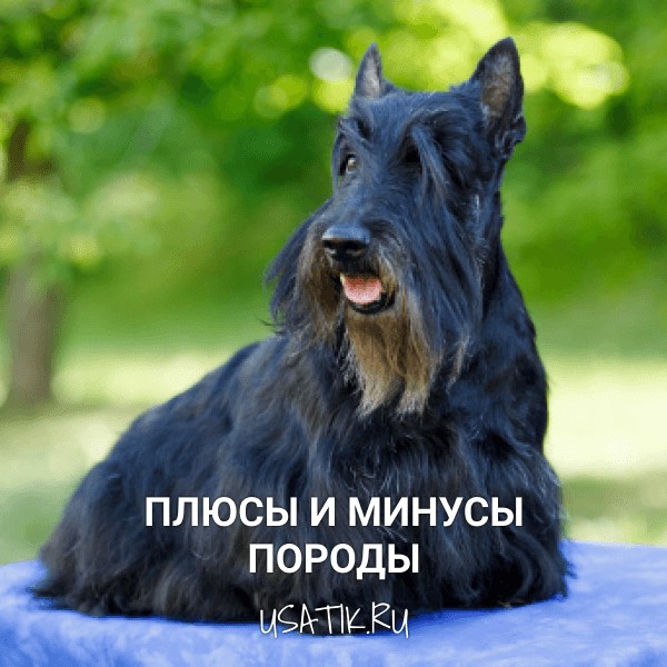 Плюсы и минусы скотчтерьеров