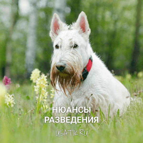 Разведение скотчтерьеров