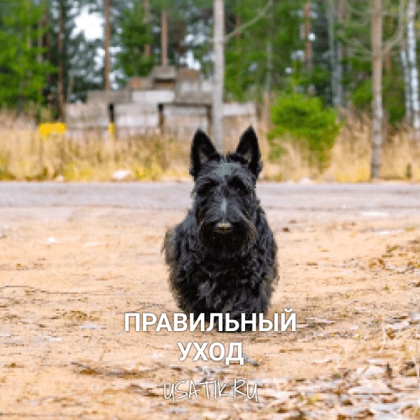 Уход за скотчтерьерами