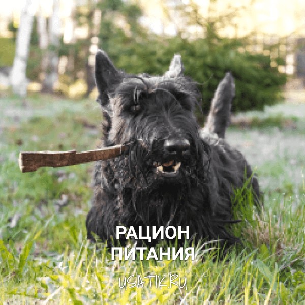 Рацион питания скотчтерьеров