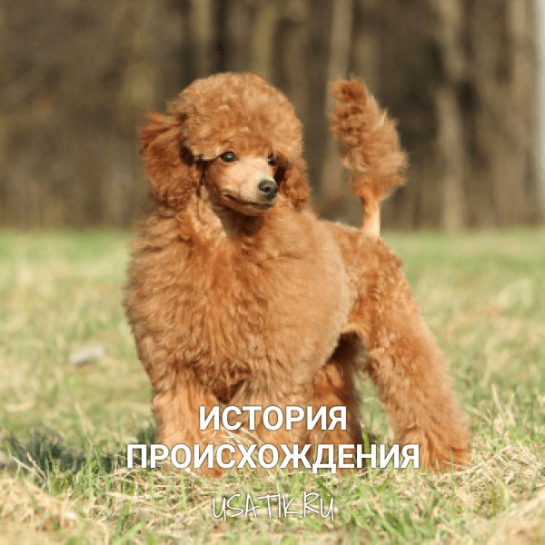 История происхождения той пуделей