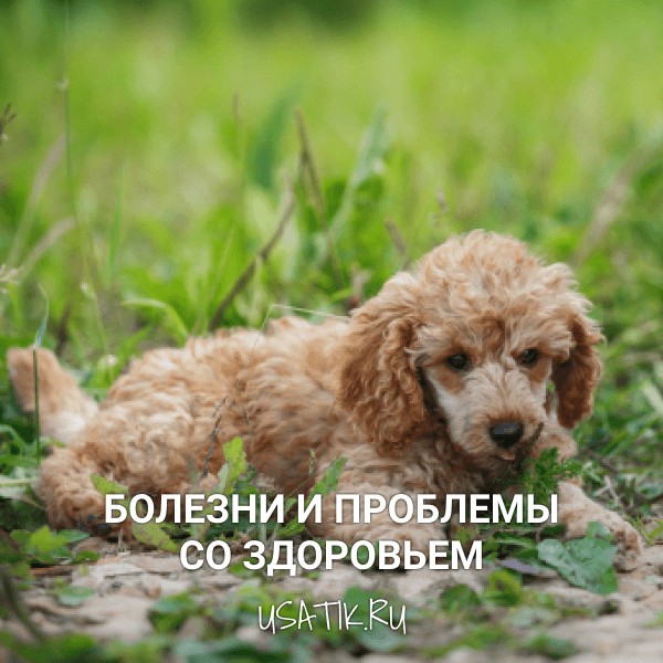 Болезни и проблемы со здоровьем