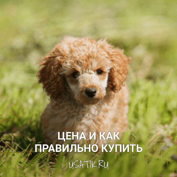 Той пудель - цена и как правильно купить