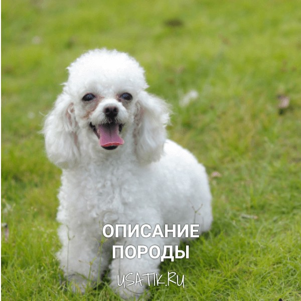 Той пудель - описание породы