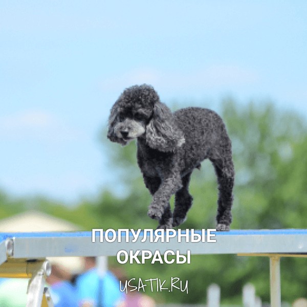 Популярные окрасы той пуделей