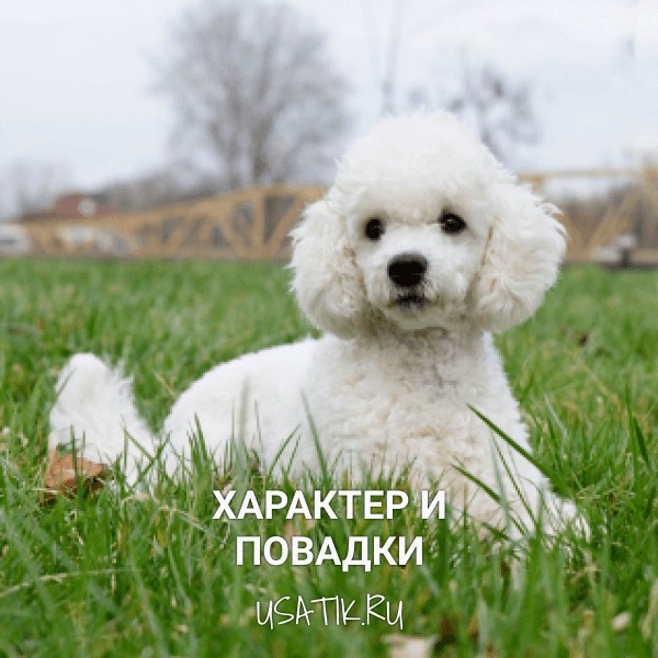 Характер и повадки той пуделей