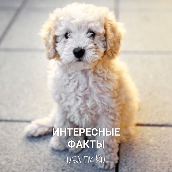Интересные факты о той пуделях