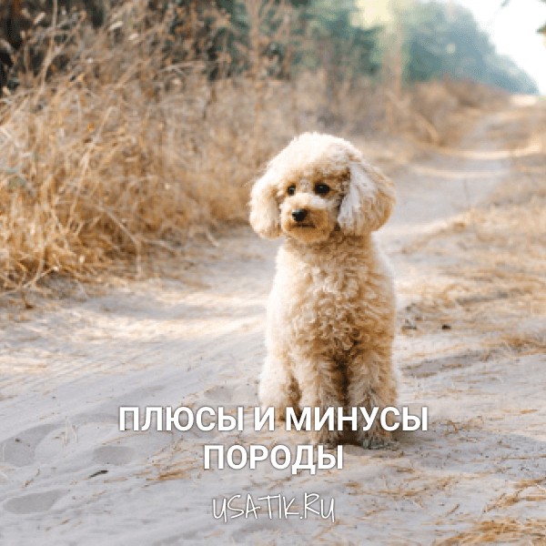 Плюсы и минусы той пуделей