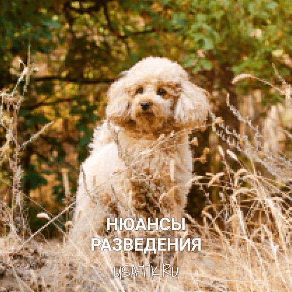 Разведение той пуделей