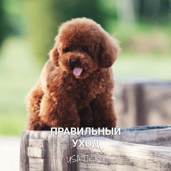 Уход за той пуделями
