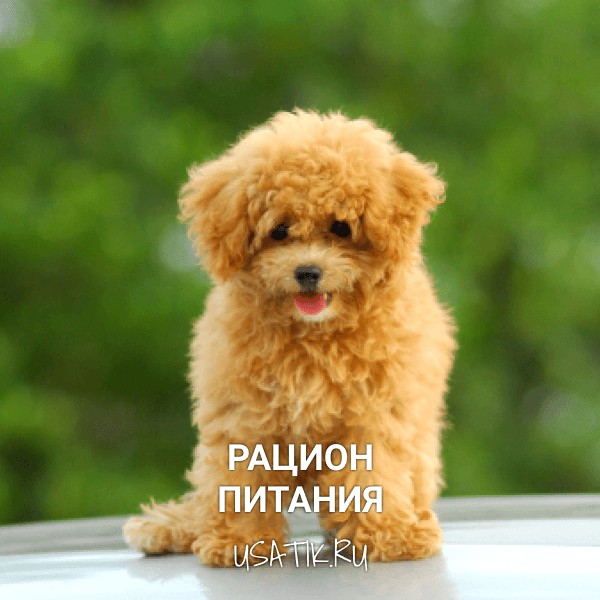 Рацион питания той пуделей