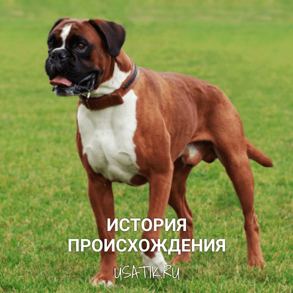 История происхождения боксеров
