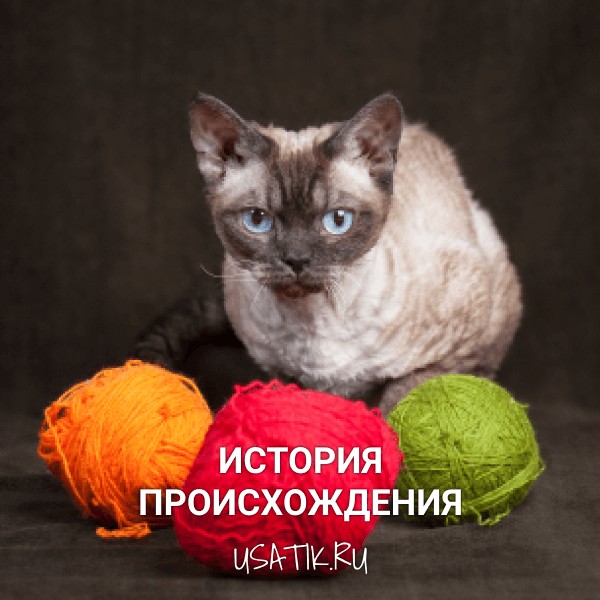 История происхождения девон-рексов