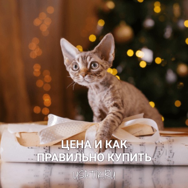 Девон-рекс - цена и как правильно купить