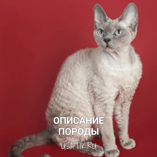 Девон-рекс - описание породы