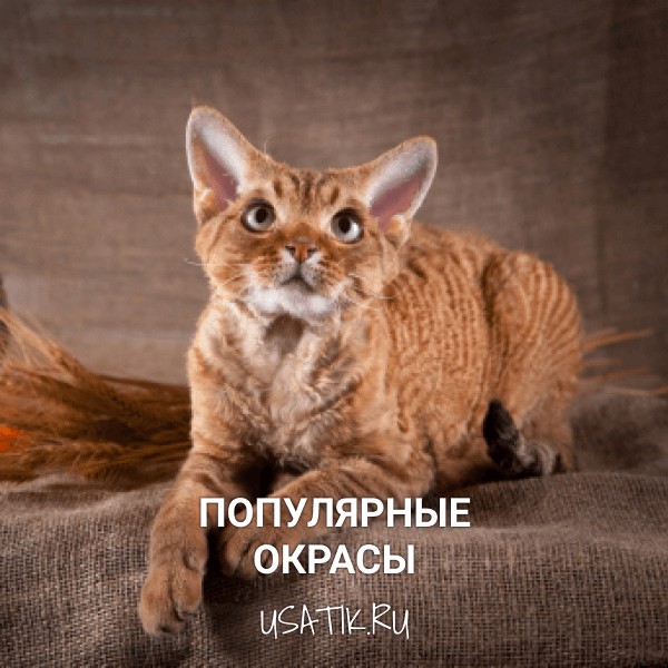 Популярные окрасы девон-рексов