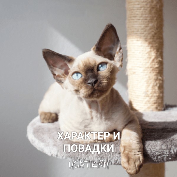 Характер и повадки девон-рексов