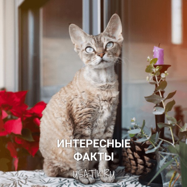 Интересные факты о девон-рексах