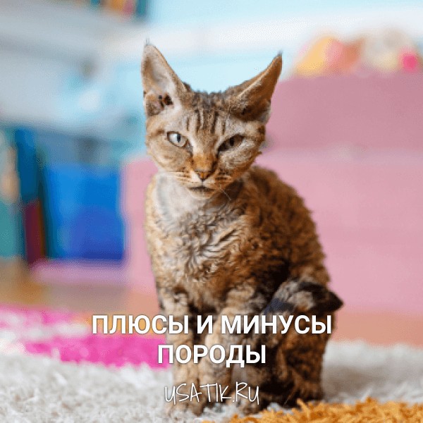 Плюсы и минусы девон-рексов