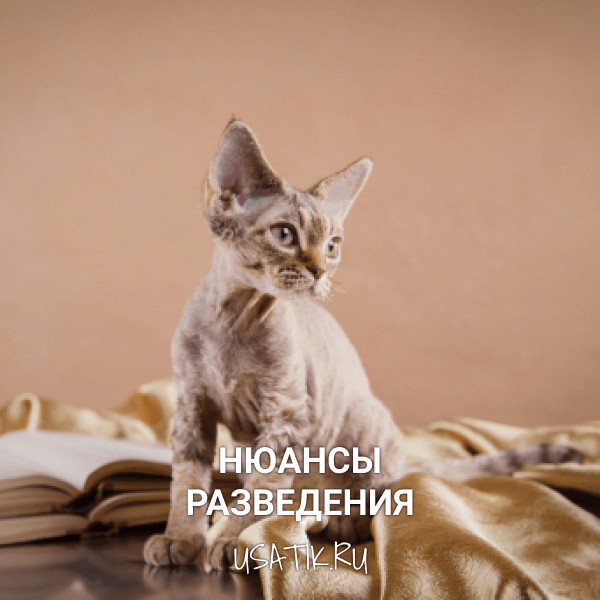 Разведение девон-рексов
