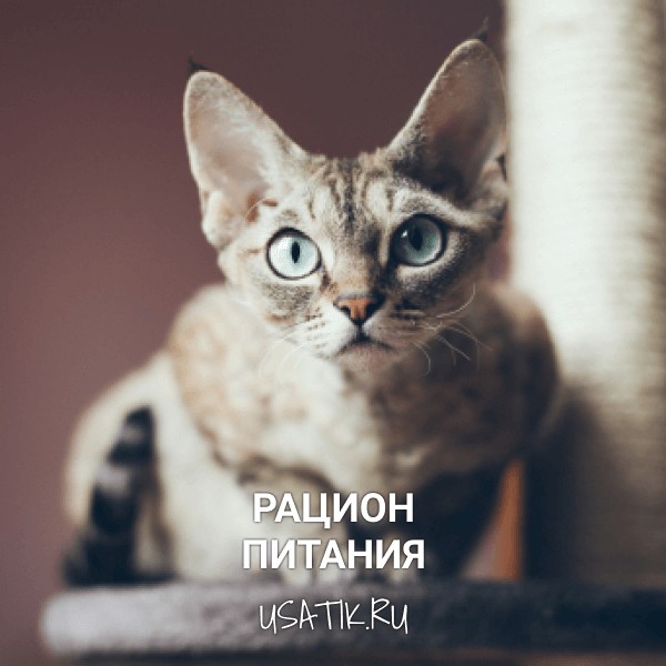 Рацион питания девон-рексов