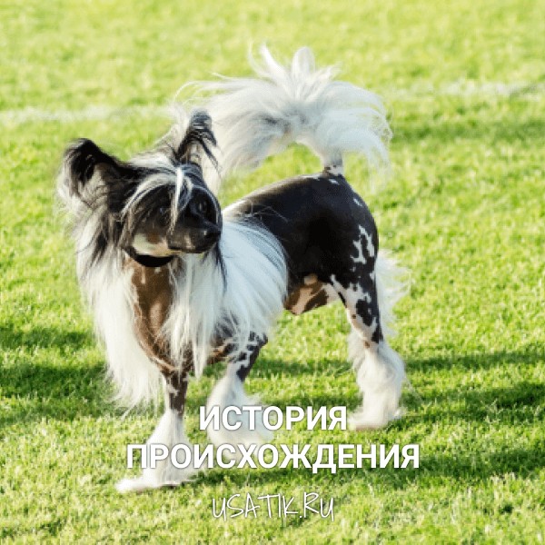 История происхождения китайских хохлатых собак