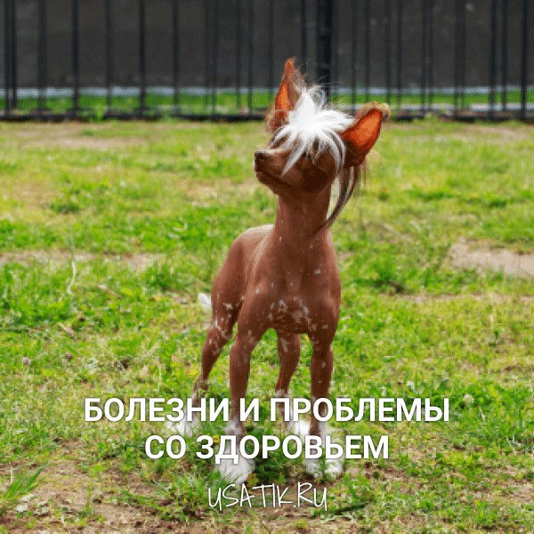 Болезни и проблемы со здоровьем