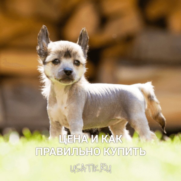 Китайская хохлатая собака - цена и как правильно купить